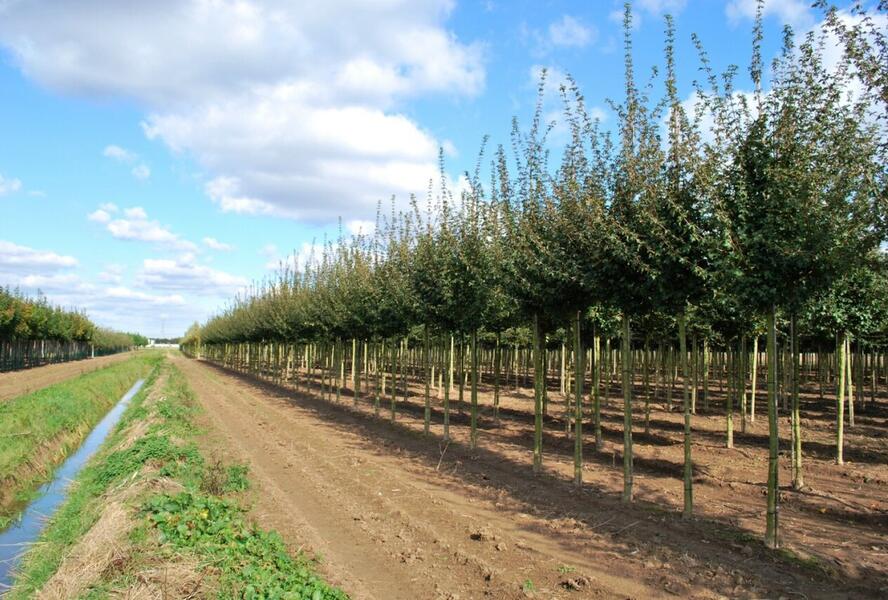Javor babyka 'Elsrijk' - Acer campestre 'Elsrijk'