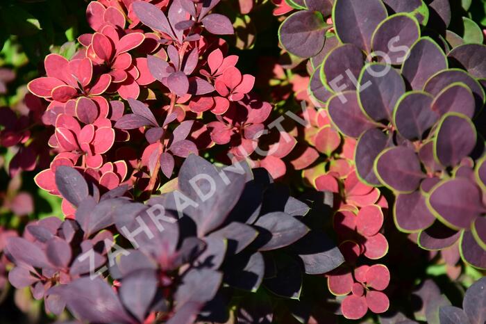 Dřišťál Thunbergův 'Atropurpurea' - Berberis thunbergii 'Atropurpurea'