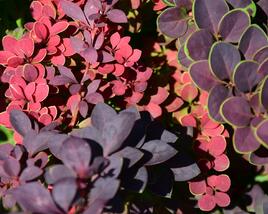 Dřišťál Thunbergův 'Atropurpurea'