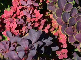 Dřišťál Thunbergův 'Atropurpurea' - Berberis thunbergii 'Atropurpurea'