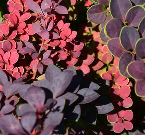 Dřišťál Thunbergův 'Atropurpurea' - Berberis thunbergii 'Atropurpurea'