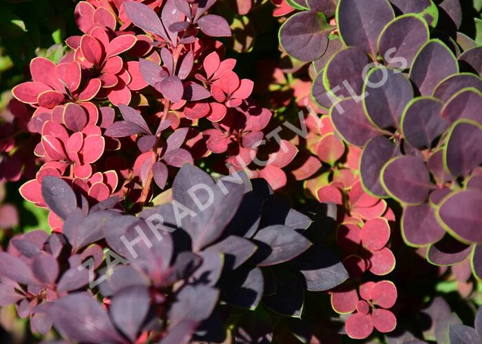Dřišťál Thunbergův 'Atropurpurea' - Berberis thunbergii 'Atropurpurea'