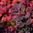 Dřišťál Thunbergův 'Atropurpurea' - Berberis thunbergii 'Atropurpurea'