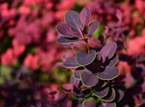Dřišťál Thunbergův 'Atropurpurea' - Berberis thunbergii 'Atropurpurea'