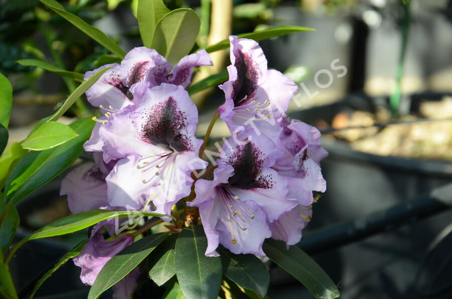 Pěnišník 'Blue Peter' - Rhododendron (T) 'Blue Peter'