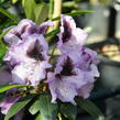 Pěnišník 'Blue Peter' - Rhododendron (T) 'Blue Peter'