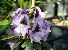 Pěnišník 'Blue Peter' - Rhododendron (T) 'Blue Peter'