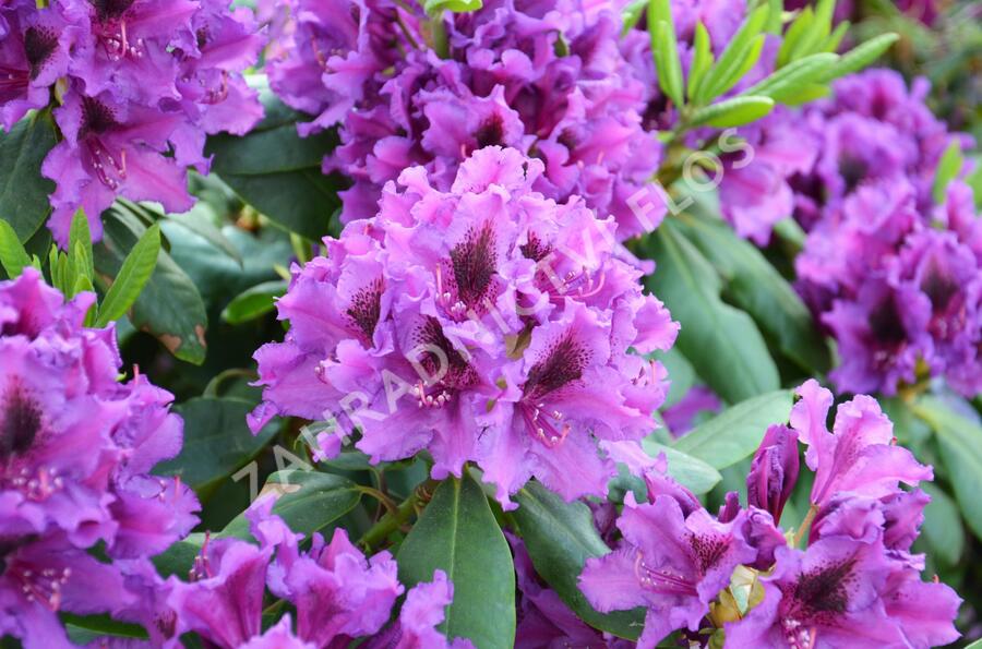 Pěnišník 'Blue Peter' - Rhododendron (T) 'Blue Peter'