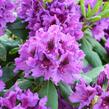 Pěnišník 'Blue Peter' - Rhododendron (T) 'Blue Peter'
