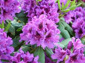 Pěnišník 'Blue Peter' - Rhododendron (T) 'Blue Peter'