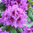 Pěnišník 'Blue Peter' - Rhododendron (T) 'Blue Peter'