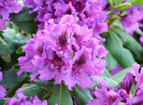 Pěnišník 'Blue Peter' - Rhododendron (T) 'Blue Peter'