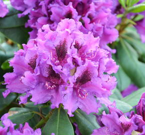 Pěnišník 'Blue Peter' - Rhododendron (T) 'Blue Peter'