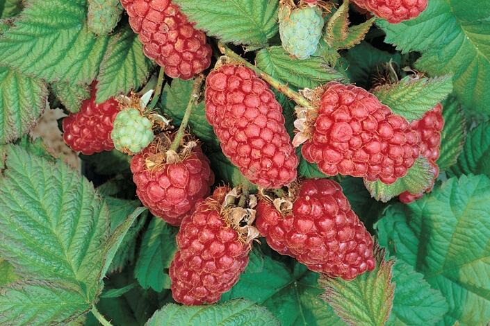 Malinoostružina 'Loganberry' - Rubus loganobaccus 'Loganberry'