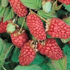 Malinoostružina 'Loganberry' - Rubus loganobaccus 'Loganberry'