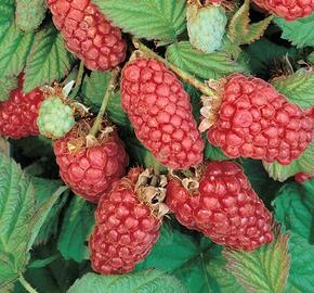 Malinoostružiník 'Loganberry' - Rubus loganobaccus 'Loganberry'