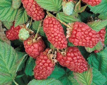 Malinoostružiník 'Thornles Loganberry'