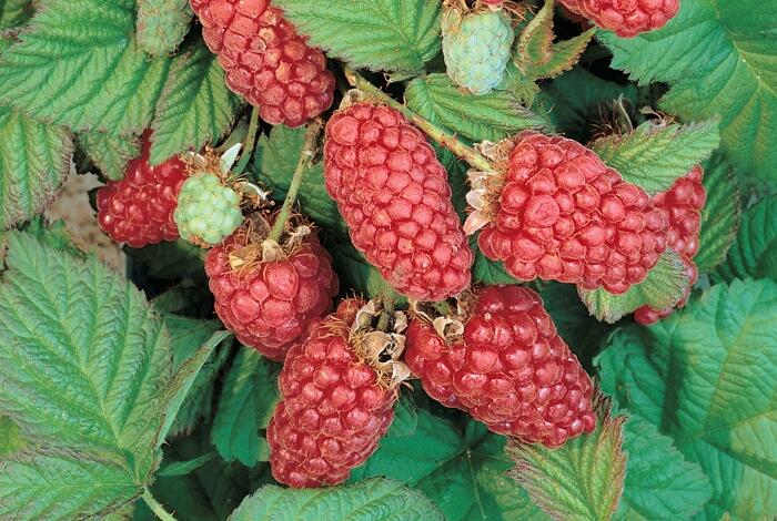 Malinoostružina 'Loganberry' - Rubus loganobaccus 'Loganberry'
