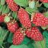 malinoostruzina-loganberry.jpg