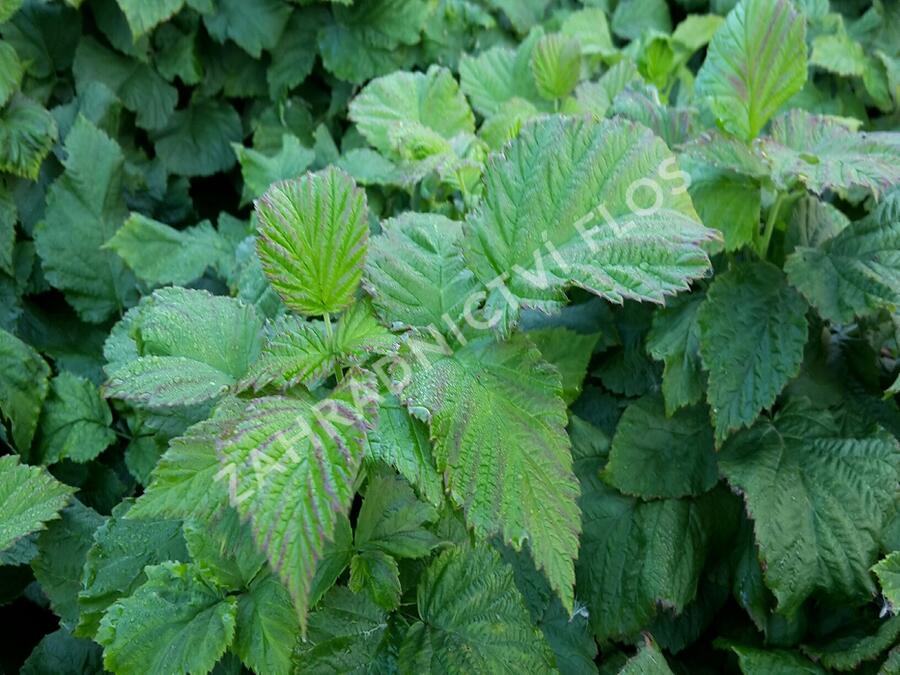 Maliník 'Ruby Beauty' - Rubus idaeus 'Ruby Beauty'