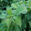 Maliník 'Ruby Beauty' - Rubus idaeus 'Ruby Beauty'