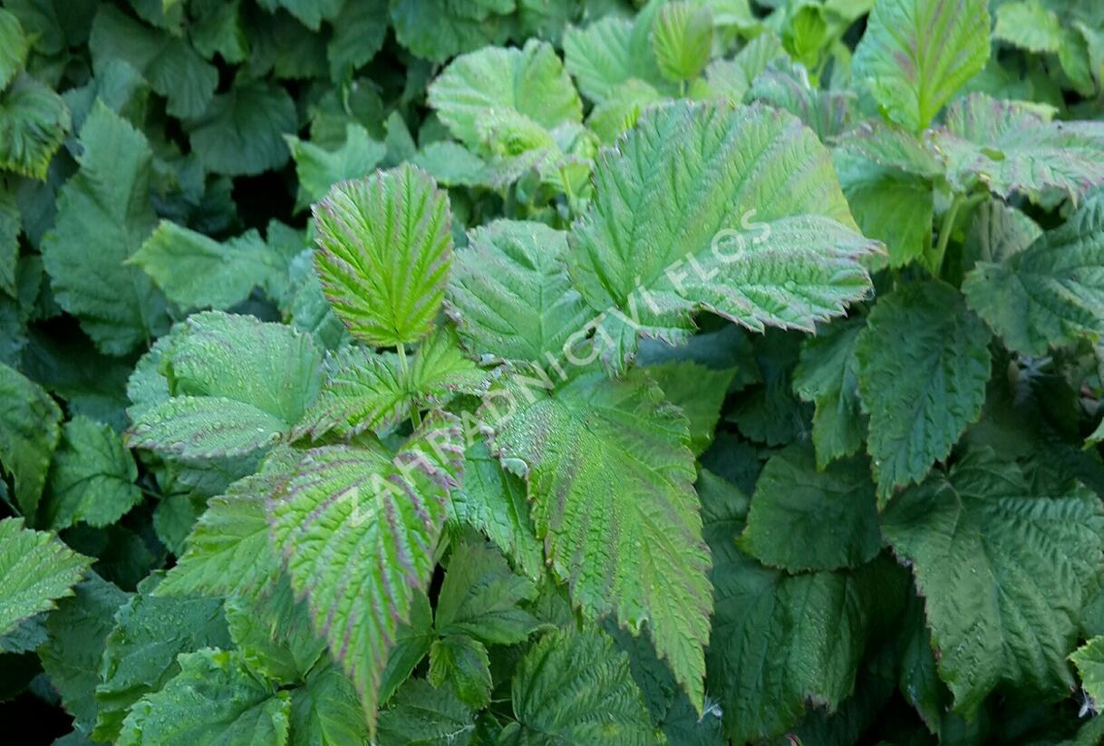 Maliník beztrnný balkonový 'Ruby Beauty' - Rubus idaeus 'Ruby Beauty'