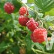 Maliník 'Ruby Beauty' - Rubus idaeus 'Ruby Beauty'