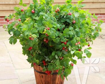 Maliník beztrnný balkonový 'Ruby Beauty'