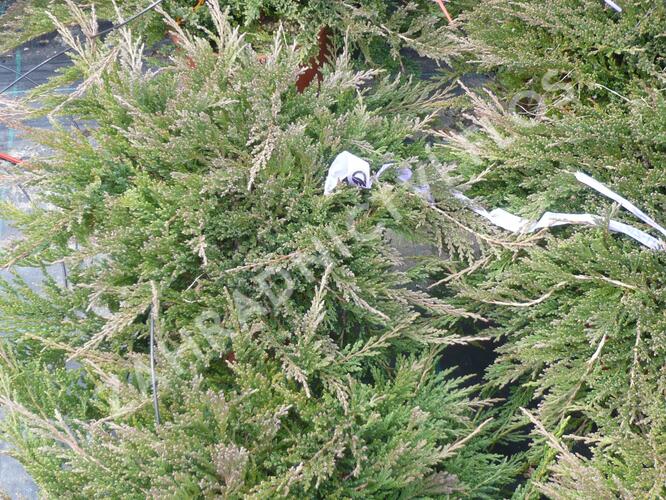 Jalovec polehlý 'Prince of Wales' - Juniperus horizontalis 'Prince of Wales'