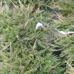 Jalovec polehlý 'Prince of Wales' - Juniperus horizontalis 'Prince of Wales'