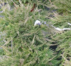 Jalovec polehlý 'Prince of Wales' - Juniperus horizontalis 'Prince of Wales'