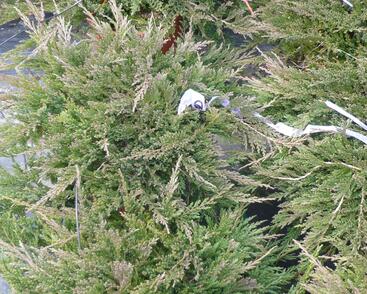 Jalovec polehlý 'Prince of Wales'