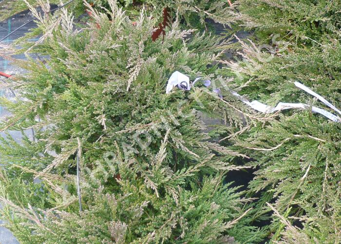 Jalovec polehlý 'Prince of Wales' - Juniperus horizontalis 'Prince of Wales'