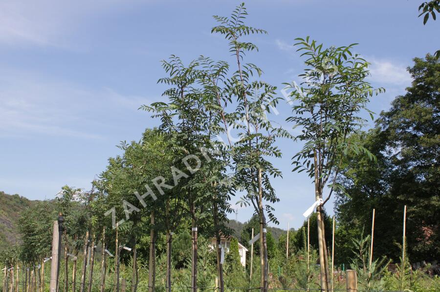 Jeřáb ptačí, jeřabina 'Moravský sladkoplodý' - Sorbus aucuparia 'Moravský sladkoplodý'