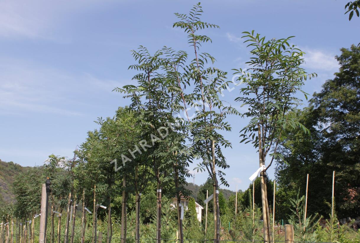 Jeřáb ptačí, jeřabina 'Moravský sladkoplodý' - Sorbus aucuparia 'Moravský sladkoplodý'