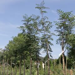 Jeřáb ptačí, jeřabina 'Moravský sladkoplodý' - Sorbus aucuparia 'Moravský sladkoplodý'