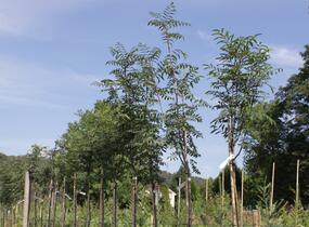 Jeřáb ptačí, jeřabina 'Moravský sladkoplodý' - Sorbus aucuparia 'Moravský sladkoplodý'