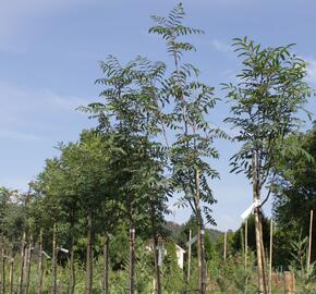 Jeřáb ptačí, jeřabina 'Moravský sladkoplodý' - Sorbus aucuparia 'Moravský sladkoplodý'