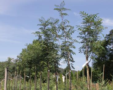 Jeřáb ptačí, jeřabina 'Moravský sladkoplodý'