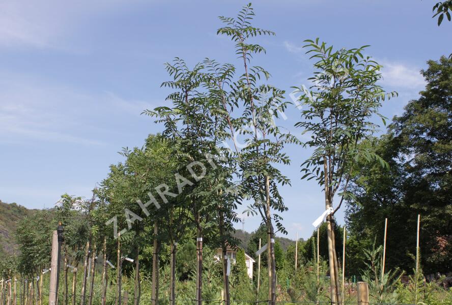 Jeřáb ptačí, jeřabina 'Moravský sladkoplodý' - Sorbus aucuparia 'Moravský sladkoplodý'