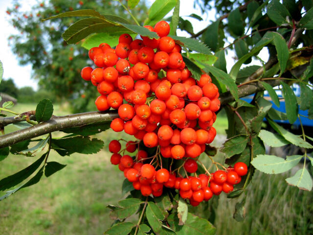 Jeřáb ptačí, jeřabina 'Moravský sladkoplodý' - Sorbus aucuparia 'Moravský sladkoplodý'