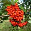 Jeřáb ptačí, jeřabina 'Moravský sladkoplodý' - Sorbus aucuparia 'Moravský sladkoplodý'