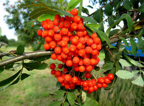 Jeřáb ptačí, jeřabina 'Moravský sladkoplodý' - Sorbus aucuparia 'Moravský sladkoplodý'