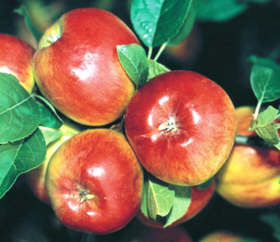 Jabloň podzimní 'Prima' - Malus domestica 'Prima'