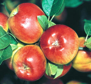 Jabloň podzimní 'Prima' - Malus domestica 'Prima'