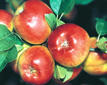 Jabloň podzimní 'Prima'