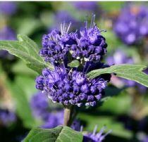 Ořechokřídlec clandonský 'Ferndown' - Caryopteris clandonensis 'Ferndown'