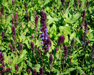 Šalvěj nádherná 'New Dimensions Blue'