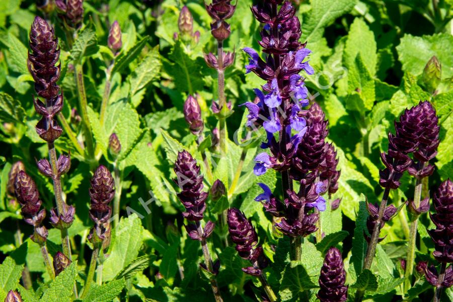 Šalvěj nádherná 'New Dimensions Blue' - Salvia superba 'New Dimensions Blue'