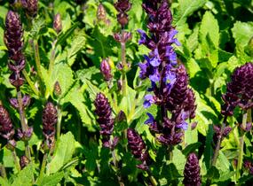 Šalvěj nádherná 'New Dimensions Blue' - Salvia superba 'New Dimensions Blue'